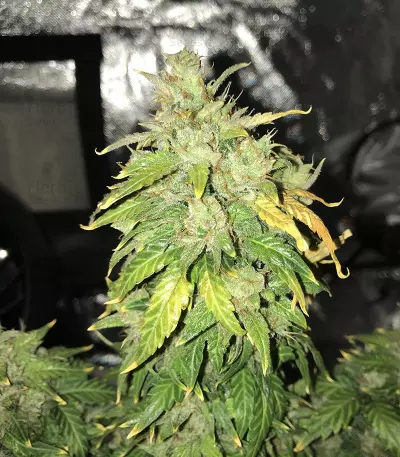 Original Auto Russian (Fast Buds) Cannabis-Samen