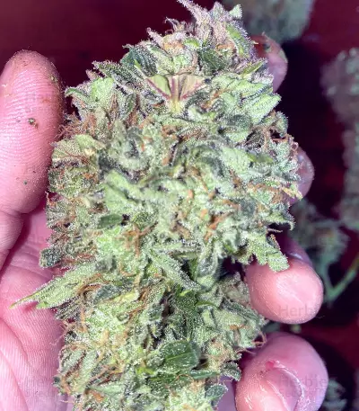 Original Auto AK (Fast Buds) Cannabis-Samen