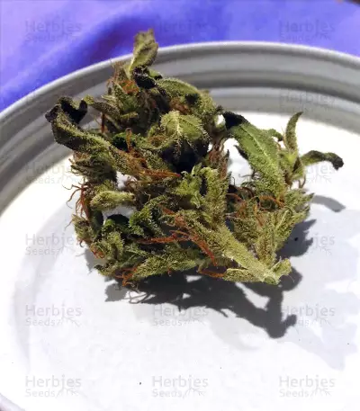 Auto Jack Herer (Advanced Seeds) Cannabis-Samen