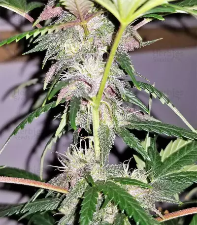Auto Purple Gorilla (Short Stuff Seeds) Cannabis-Samen