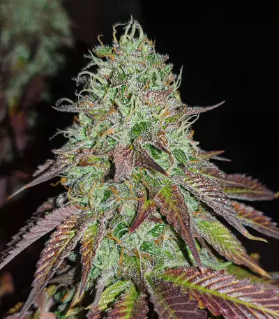 Baklava strain