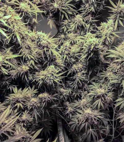 Big Bomb (Bomb Seeds) Cannabis-Samen