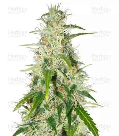 Buddha Deimos Auto regular (Buddha Seeds) Cannabis-Samen