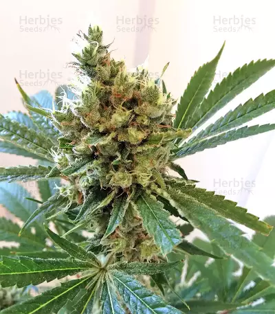 Cookies and Cream Strain