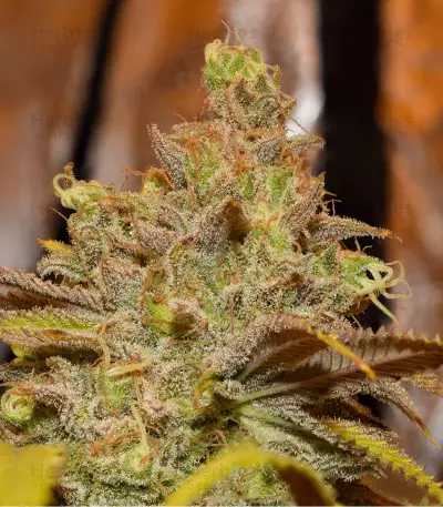 Critical Super Silver Haze (Delicious Seeds)