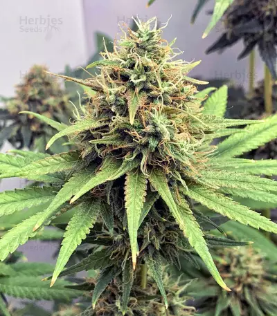 Dinamed CBD Plus (Dinafem Seeds) Cannabis-Samen