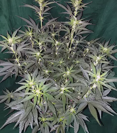 Gelato Auto (Original Sensible Seeds) Cannabis-Samen