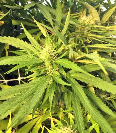 Kali China (Ace Seeds) Cannabis-Samen