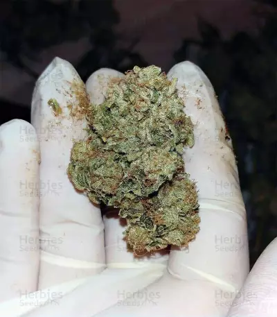 Kosher Sorbet (DNA Genetics) Cannabis-Samen