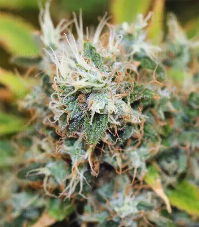 Moby Dick (GHS) Cannabis-Samen