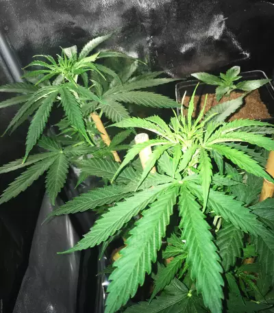 Northern Lights Auto (White Label) Cannabis-Samen