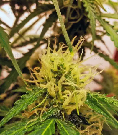 Northern Lights Auto (White Label) Cannabis-Samen