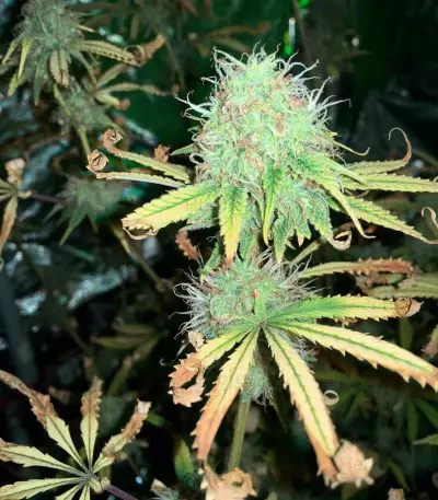 Northern Lights (Seedstockers) Cannabis-Samen