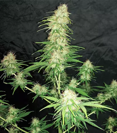 Orange Buddy Auto-Samen (Herbies Seeds)