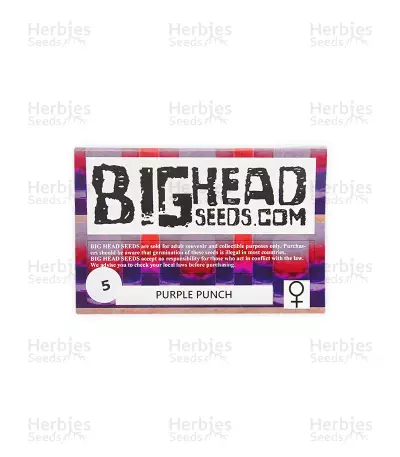 Purple Punch (Big Head Seeds) Cannabis-Samen