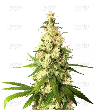 Pineapple Express (G13 Labs) Cannabis-Samen