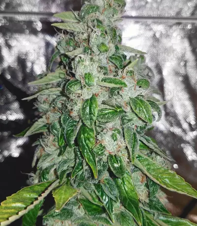 Ripper badazz (Ripper Seeds) Cannabis-Samen