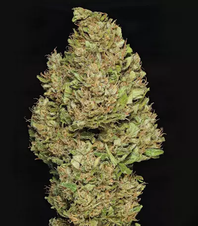 Royal Cookies Automatic (RQS) Cannabis-Samen