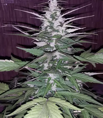 Secret Ducky (Xtreme Seeds) Cannabis-Samen