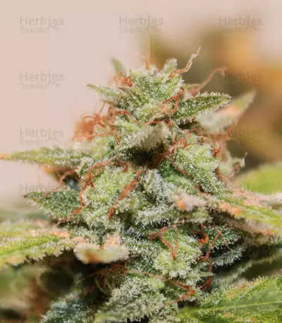 Skunk #1 (Sensi Seeds) Cannabis-Samen