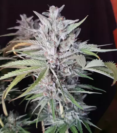 Sweet ZZ (Sweet Z) (RQS) Cannabis-Samen