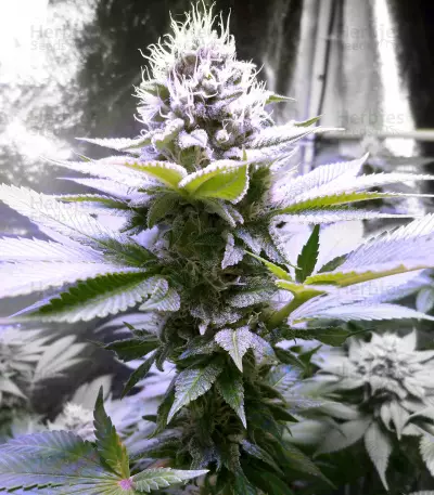 The OG #18 (Reserva Privada) Cannabis-Samen