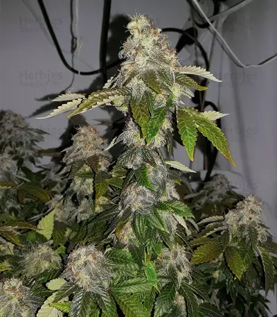 Washing Machine (Ripper Seeds) Cannabis-Samen