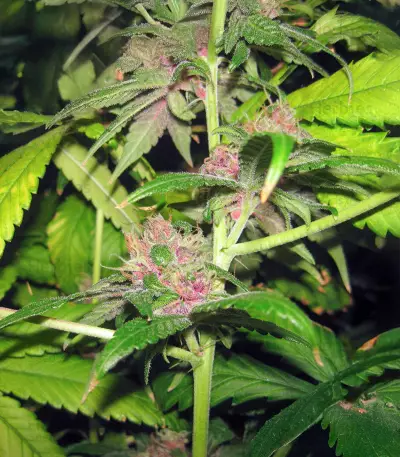 Blackwater cannabi strain