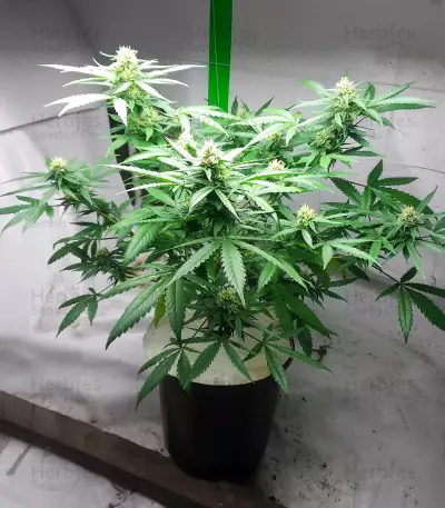 Diesel Berry Auto (Auto Seeds) Cannabis-Samen