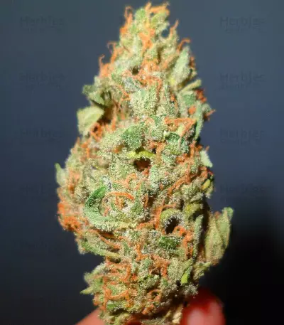 El Alquimista (Samsara Seeds) Cannabis-Samen