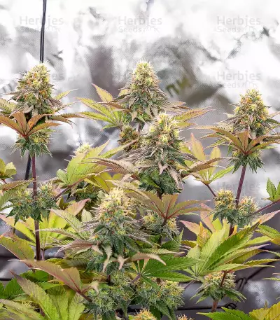 Girl Scout Cookies feminisierte Samen (Barney’s Farm)