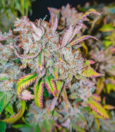 Grand Daddy Purple Fast Version feminisierte Samen (EGS)