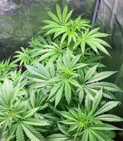 Green Crack Punch (Green Punch) (RQS) Cannabis-Samen