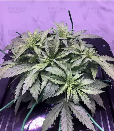 O.G. Kush Autoflower feminisierte Samen (Seedstockers)
