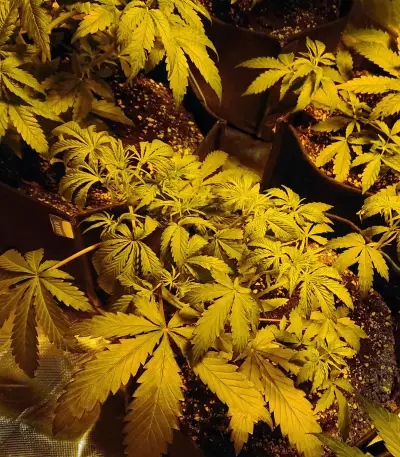 Quick Gorilla (Dinafem Seeds) Cannabis-Samen