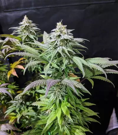 Acapulco Gold feminisiertes Saatgut (Barney's Farm)