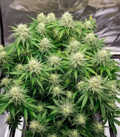 Auto Speed Haze (Blackskull Seeds) Cannabis-Samen