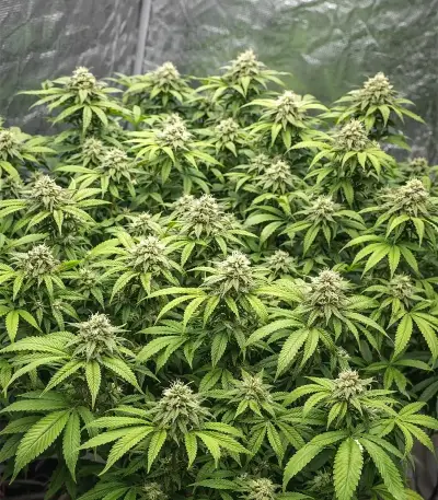 Bubblehead 13 (Big Head Seeds) Cannabis-Samen