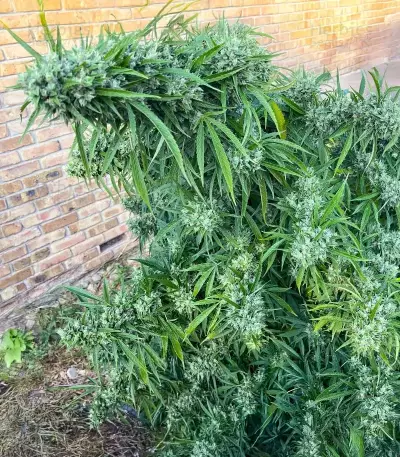 Chemdog Fast Version feminisierte Samen (Seedkeepers)