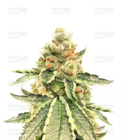 Killer Queen feminisierte Samen (Brothers Grimm Seeds)