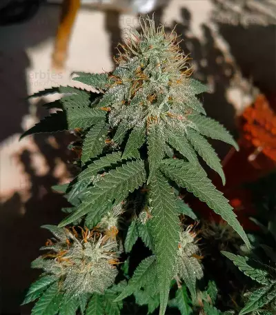 Moby Dick (Herbies USA Express)