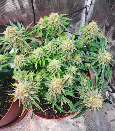 Orange Cream Pop feminisierte Samen (Humboldt Seed Company)