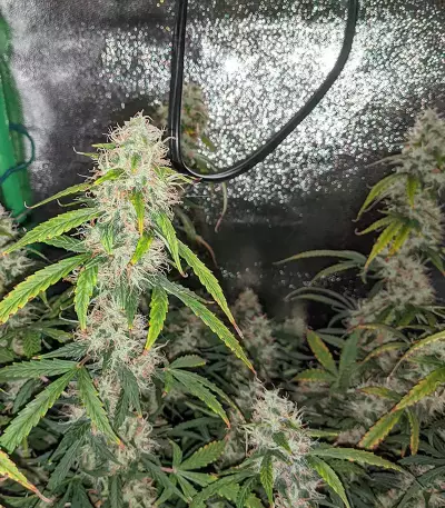 Original Auto Sour Diesel (Fast Buds) Cannabis-Samen