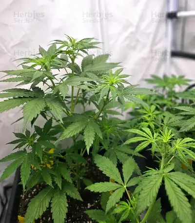 Panama Haze Regular (Ace Seeds)