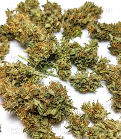 Panama Haze Regular (Ace Seeds)