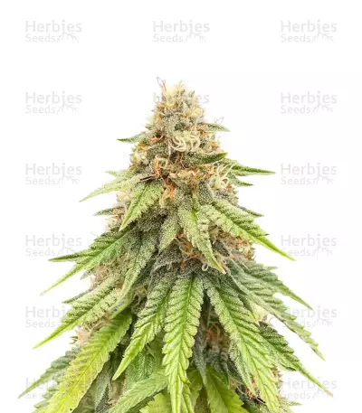 Purple Gelato Autoflower feminisierte Samen (Seedkeepers)