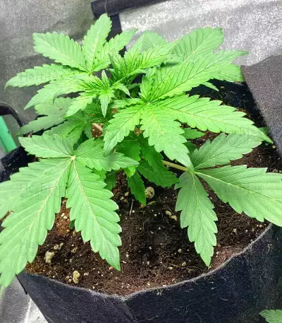 Purple Juice Auto feminisierte Samen (Herbies Seeds)