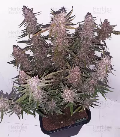 Purple Punch Auto feminisierte Samen (Barney’s Farm)