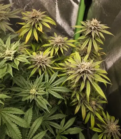Purple Queen (RQS) Cannabis-Samen