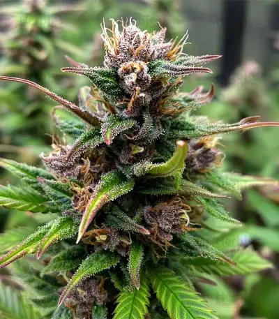 Raspberry Waffle CBD (Devils Harvest Seeds) Cannabis-Samen